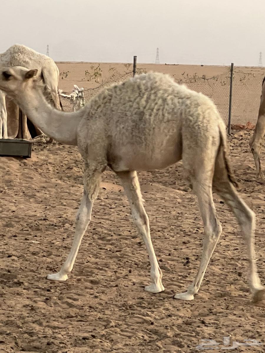 حشو ثنين للبيع قصب64395158353795110