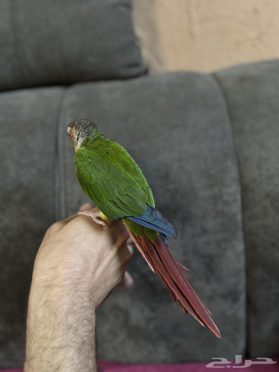 كنيور يلو سايد64397478545153111