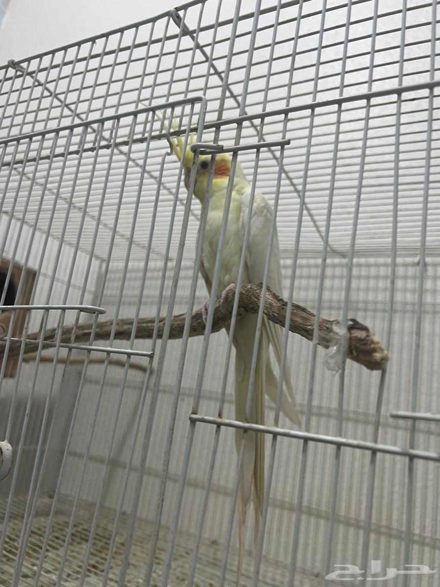 زوج كوكتيل لاتينو منتج. شرط64393514069889113