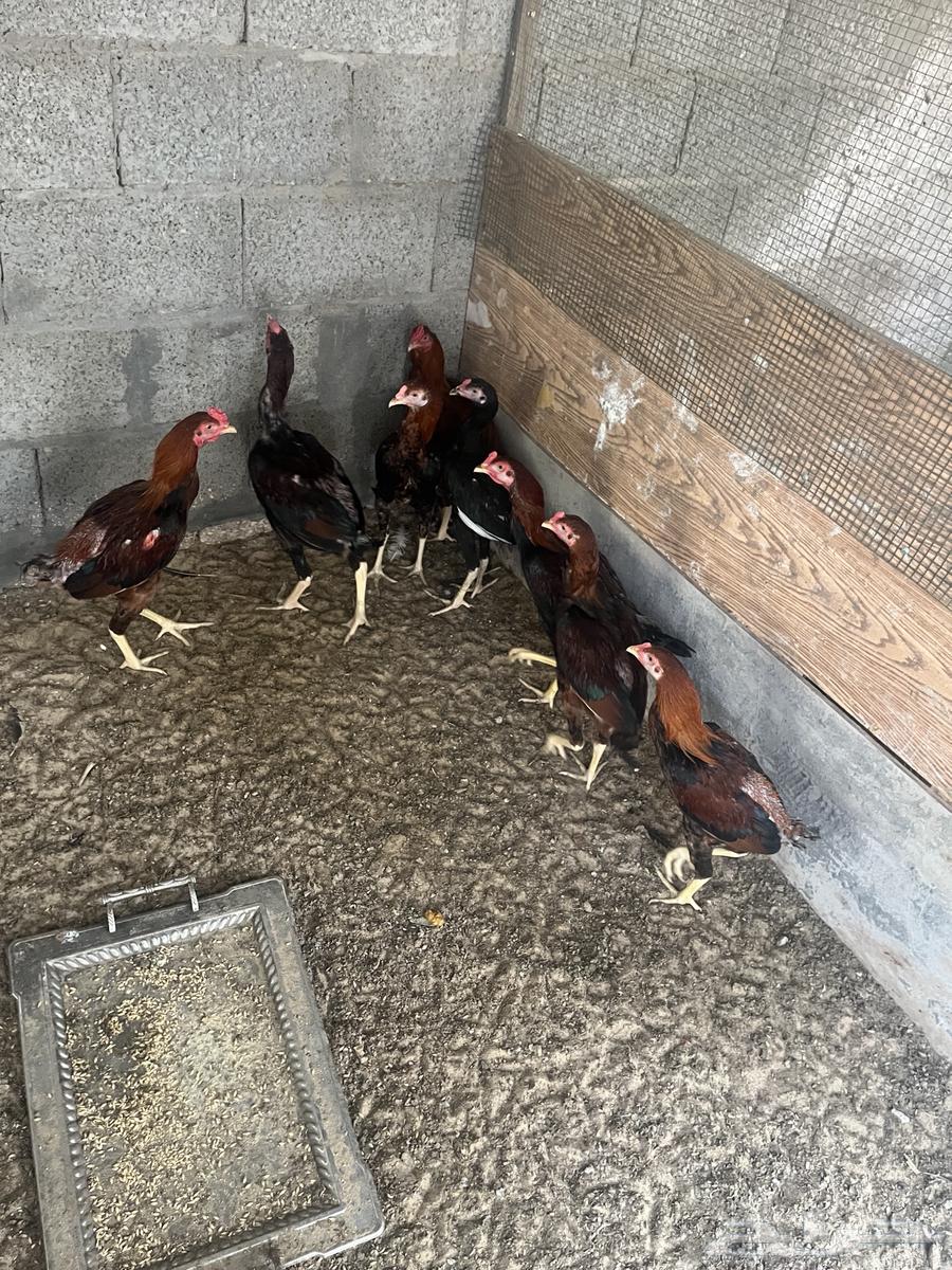 دياكة هندية للبيع العدد 7 او 8 حبات السوم للحبه والبيع جمله64395671724802110