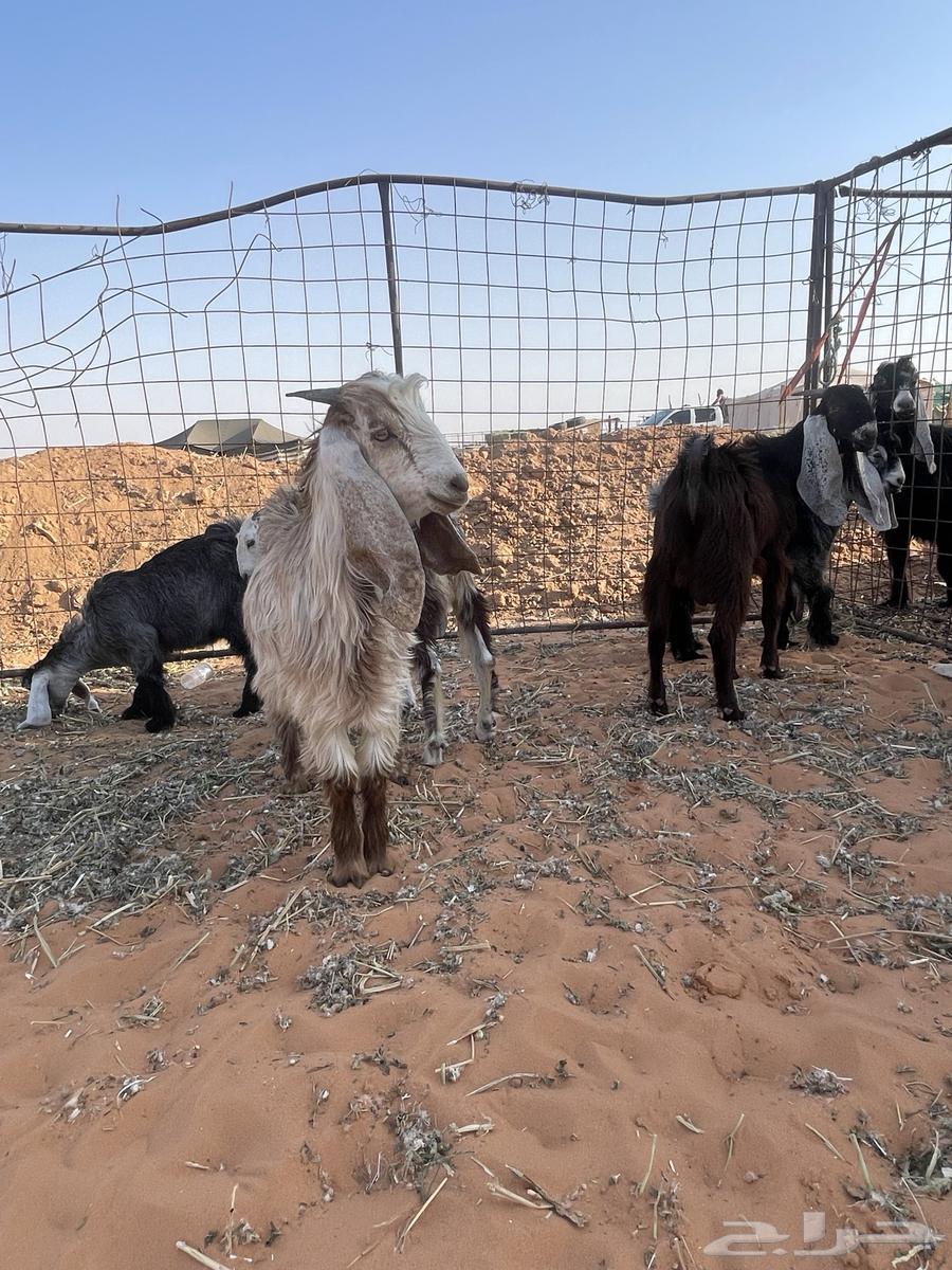 للبيع تيوس وجفرتين64400079032578114