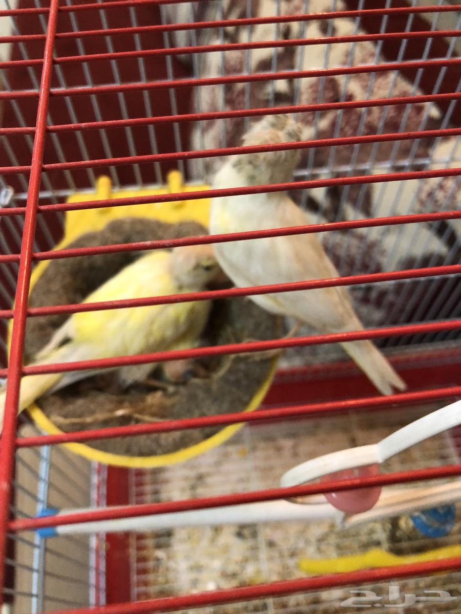 كناري جوز معاه فروخ64397102202115110