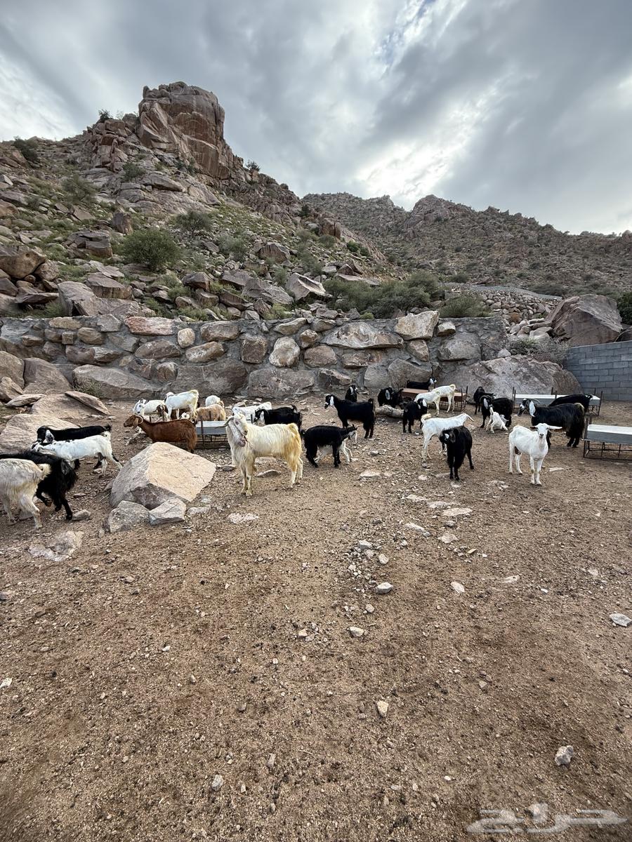 معزا بيضاء وعوارض مع جفرات كبار للبيع64400980686466112