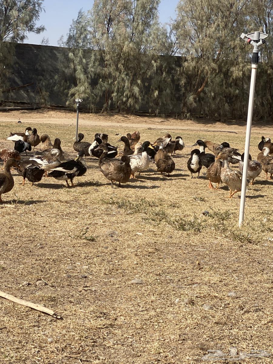 للبيع بط شرشير العدد تقريبن 45جوز الموقع القريات64399773216641110