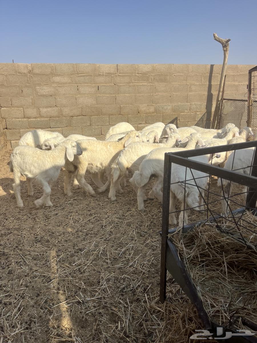 للبيع رخال منوة القناي64400688432257114