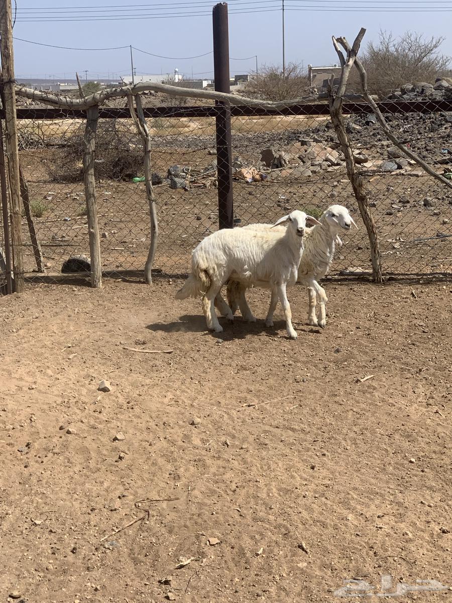 رخال للبيع64385160951298113