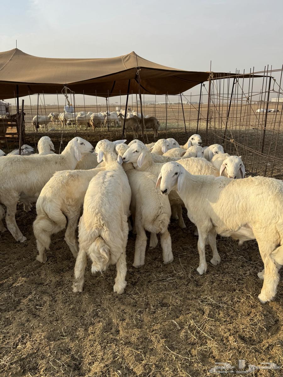 طليان حري64396672304897110