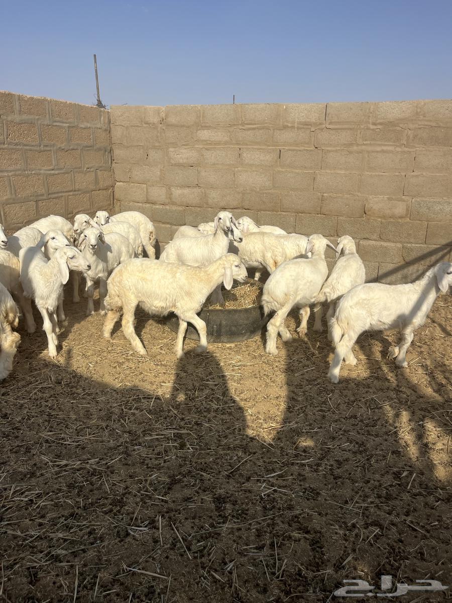 للبيع رخال منوة القناي64400688432257111