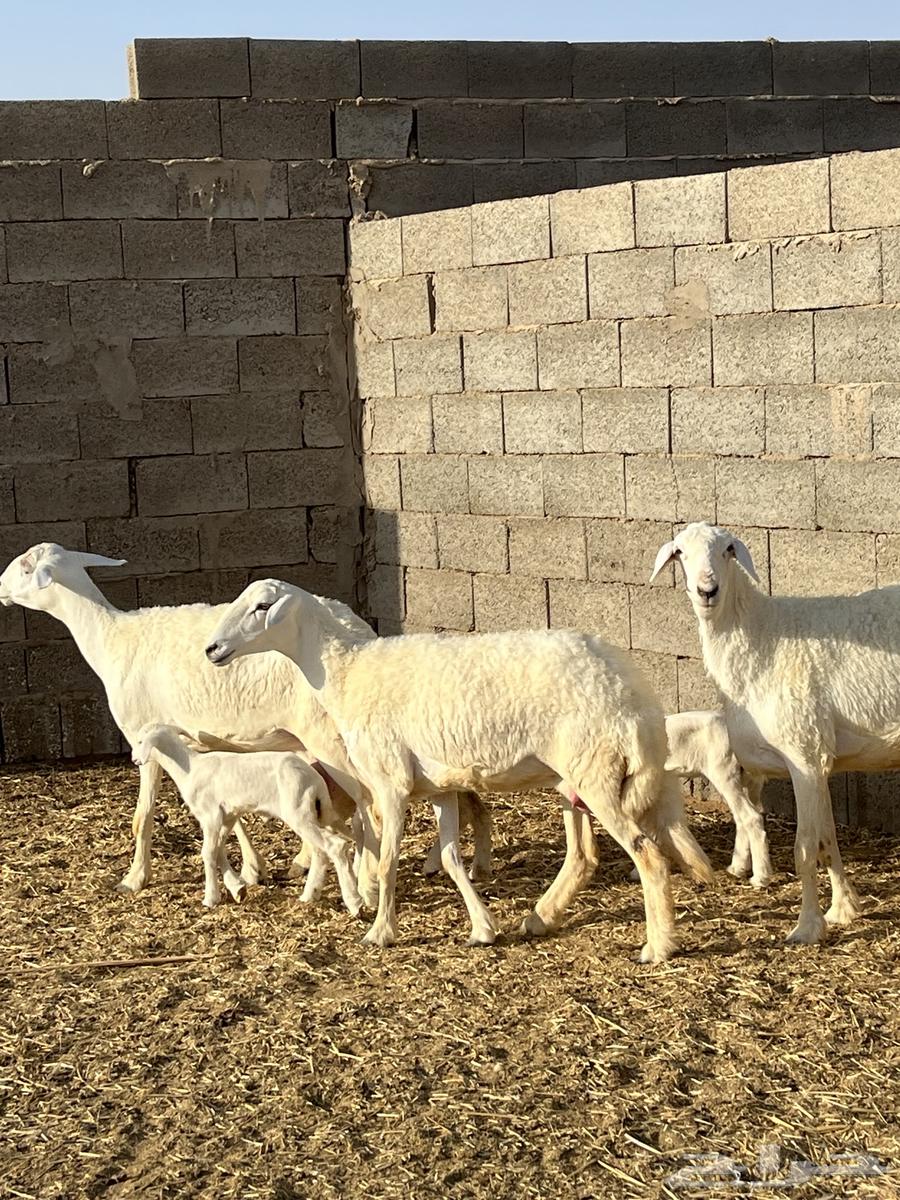 للبيع حريات والد64395323890690110