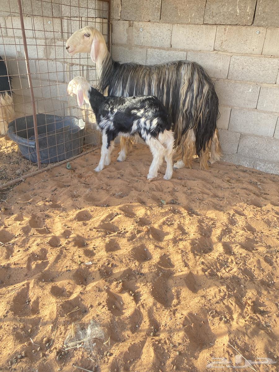 للبيع نجديه والد صنف64395324034563110