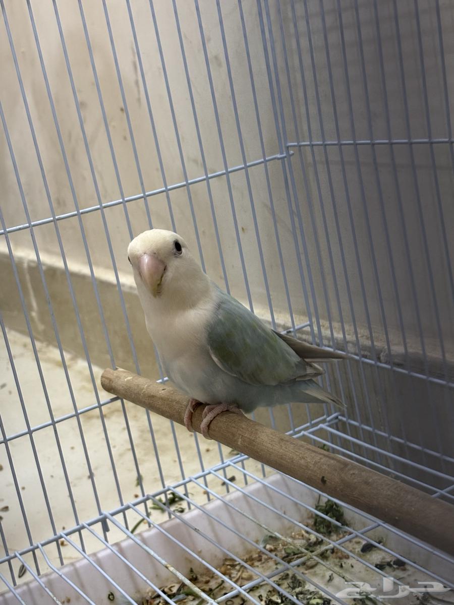 انثى روز جاهزة للإنتاج64392676424962110