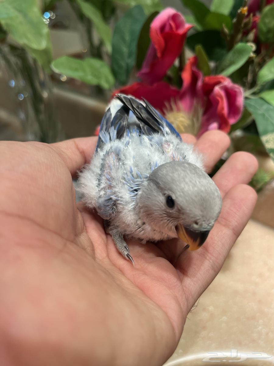 للبيع فروخ روز لمحبين الهدد والولافه64396143149825112