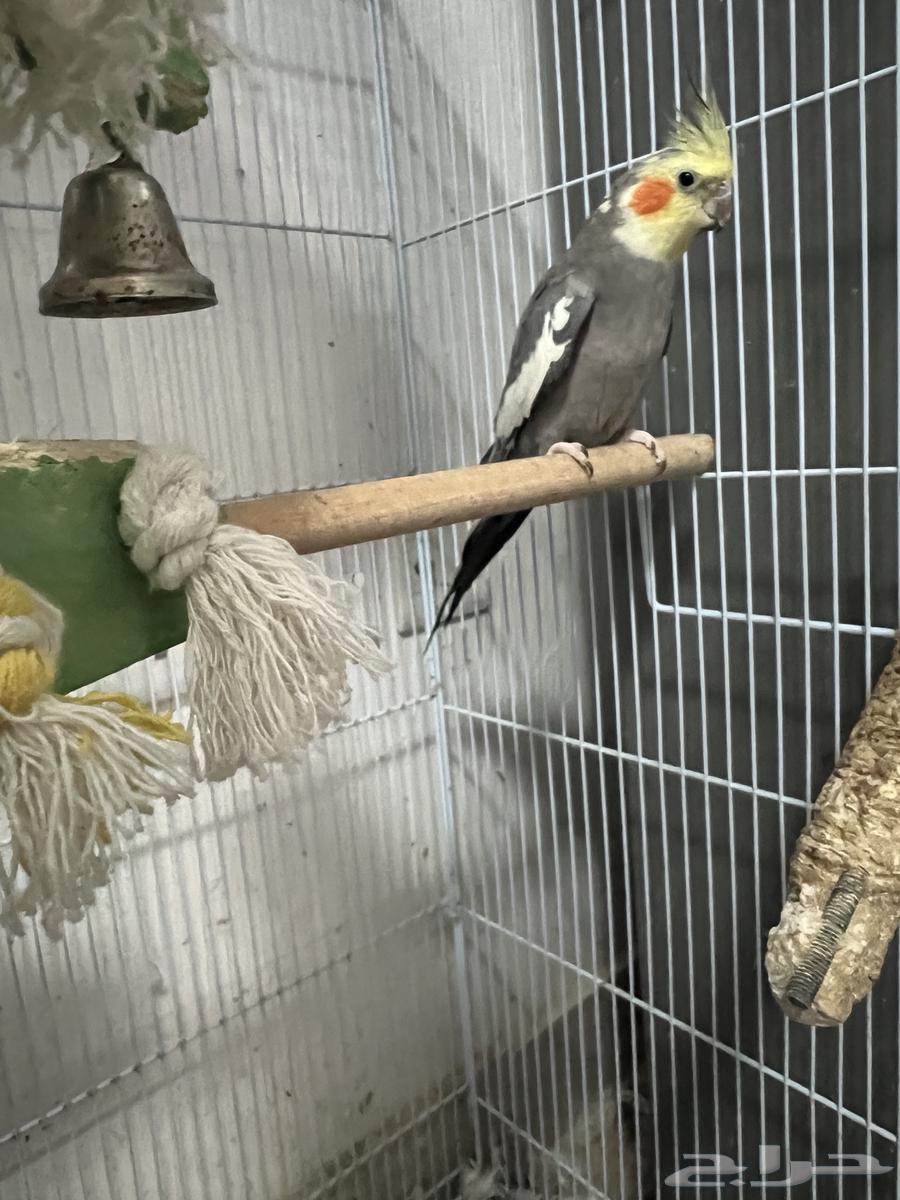 كروان للبيع64395199661442110