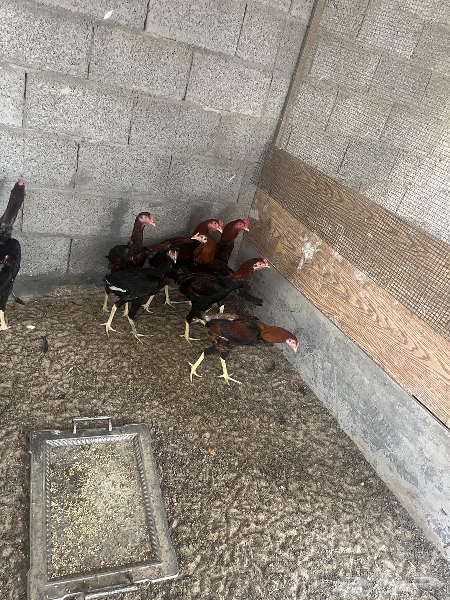 دياكة هندية للبيع العدد 7 او 8 حبات السوم للحبه والبيع جمله64395671724802111