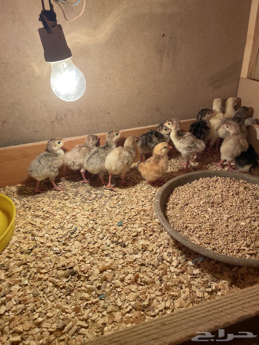 صوص رومي64396783134721110