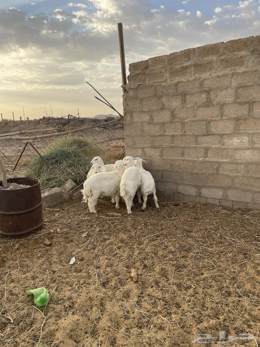 طليان ورخال منصوفه64394868540162110