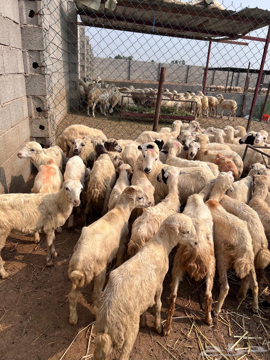 رخال رفيدي من 43064396602884738111