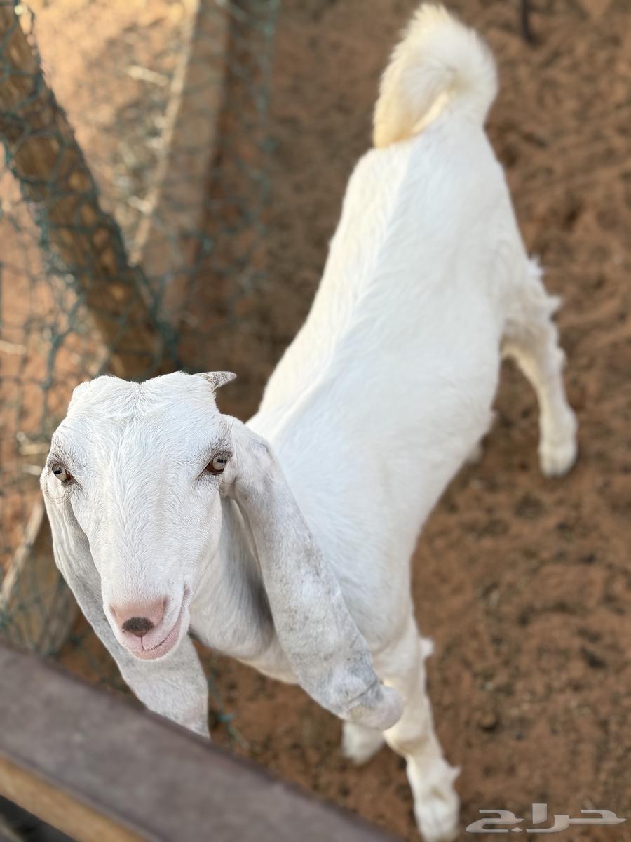 تيس مندي يدغر وجفره ثلاجه64395379342467111