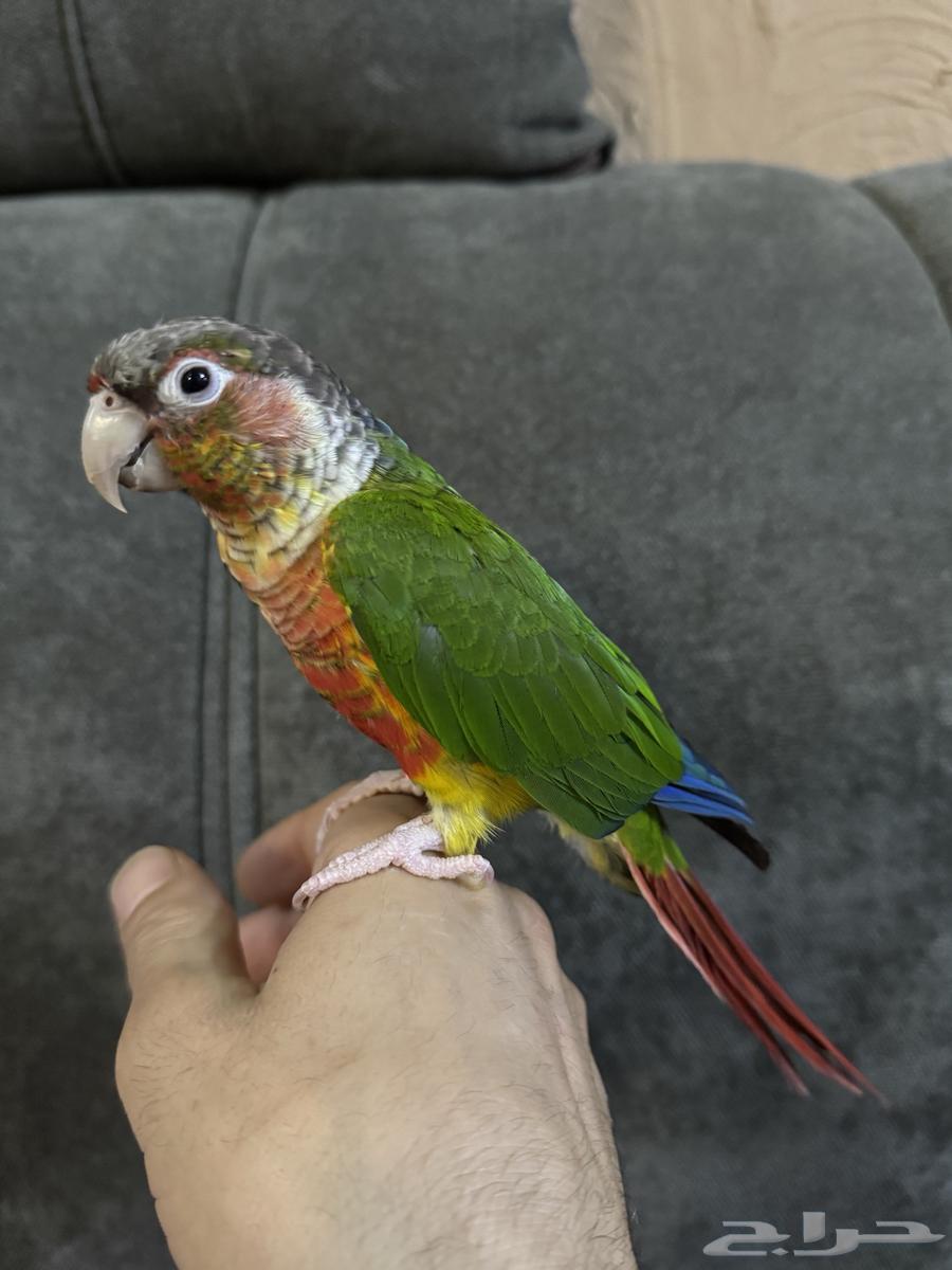 كنيور يلو سايد64397478545153110