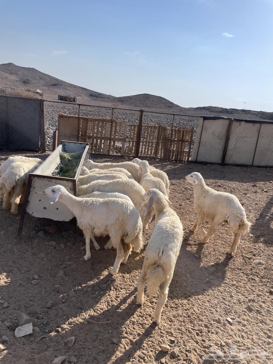 بهم للبيع64399689727234113