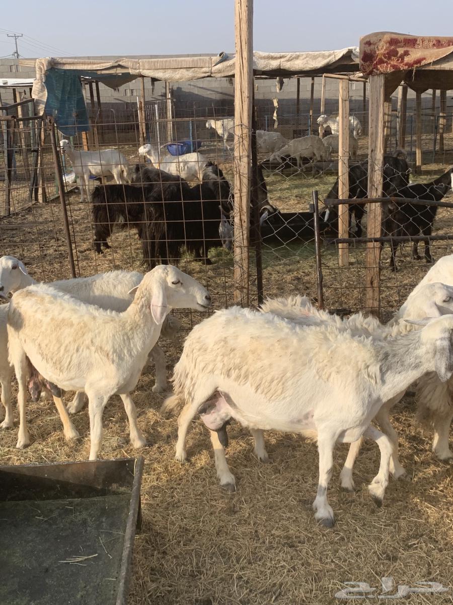 غنم مقاني64396323673985110