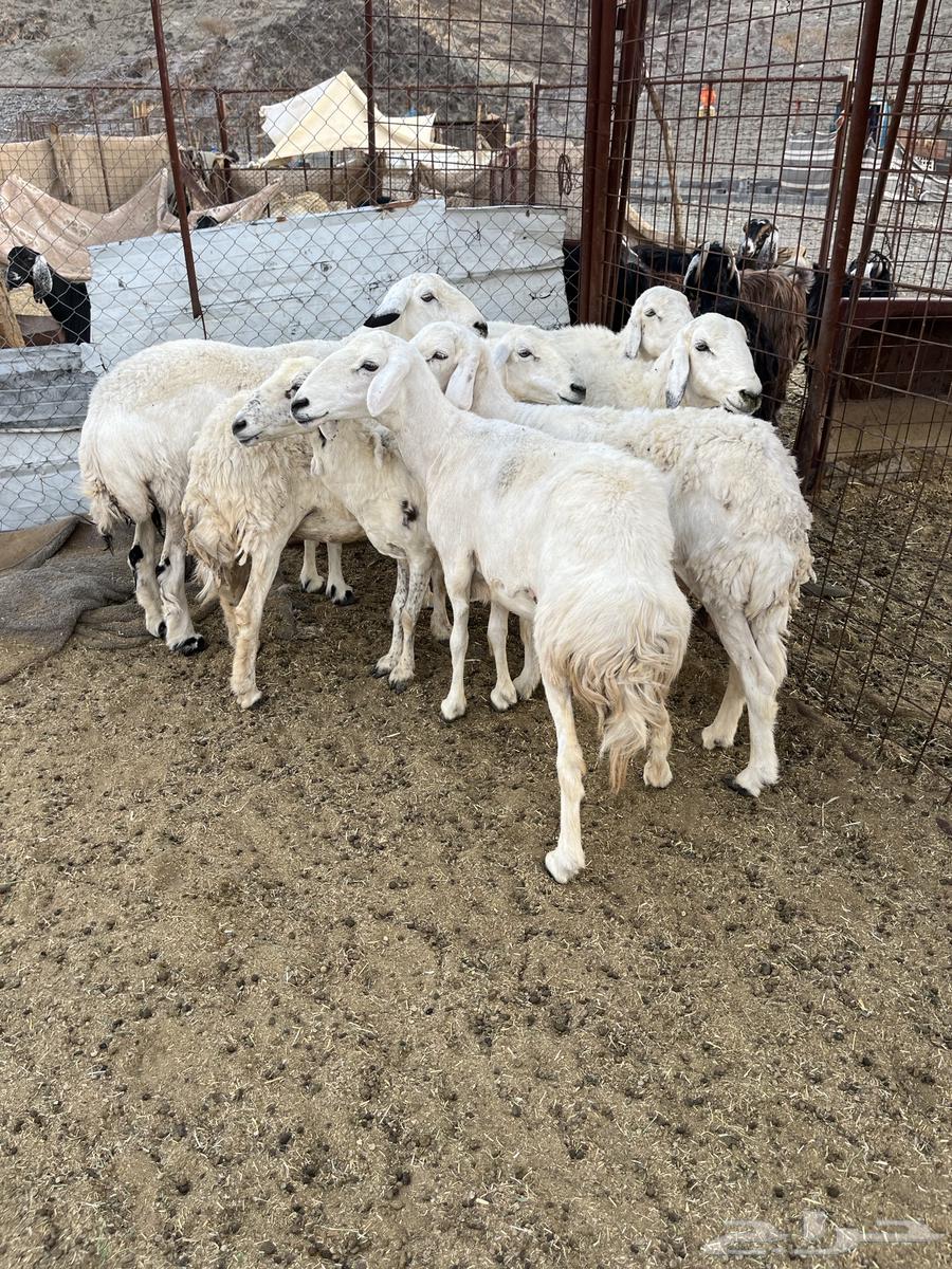 للبيع ضان امراح واحد64392758988802113