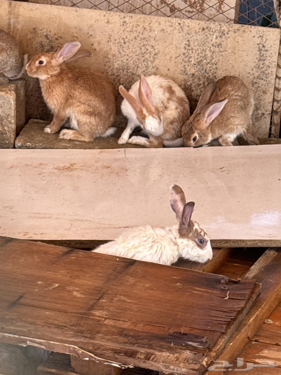 ارانب للبيع64395199645953110