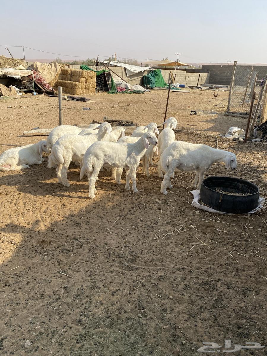 للبيع طليان حري64399787050371111