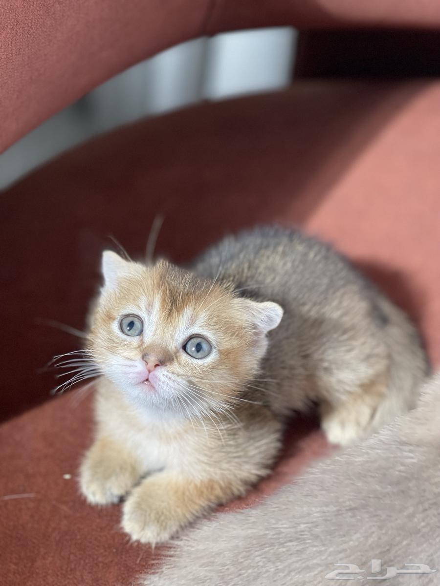 Imported kittens from locals for sale, small cats, Kitten cats for sale64405320802178114