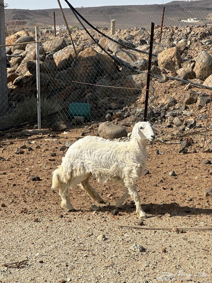 رخل عمرها 5 شهور64399800904833112