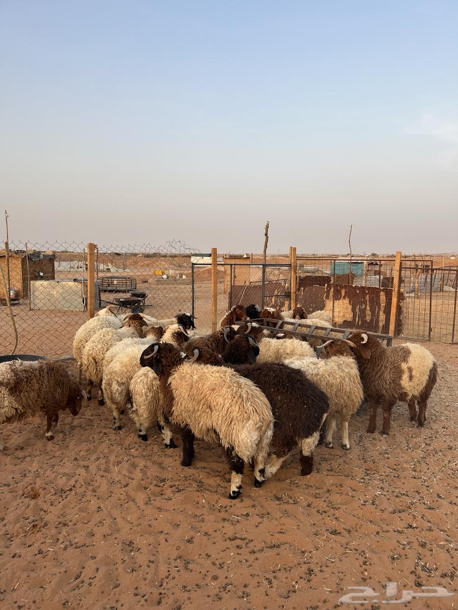 خرفان نعيم64398103460738114