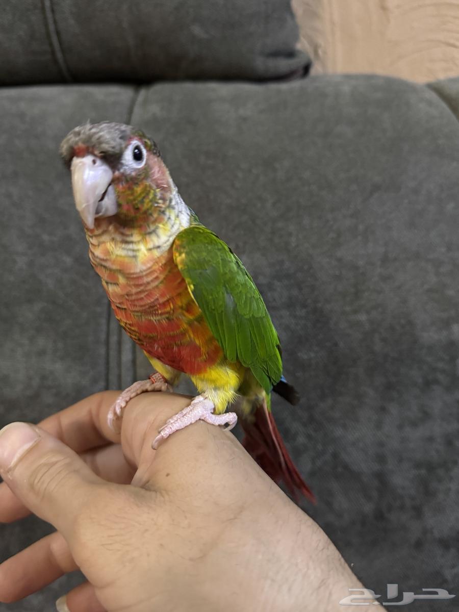 كنيور يلو سايد64397478545153112