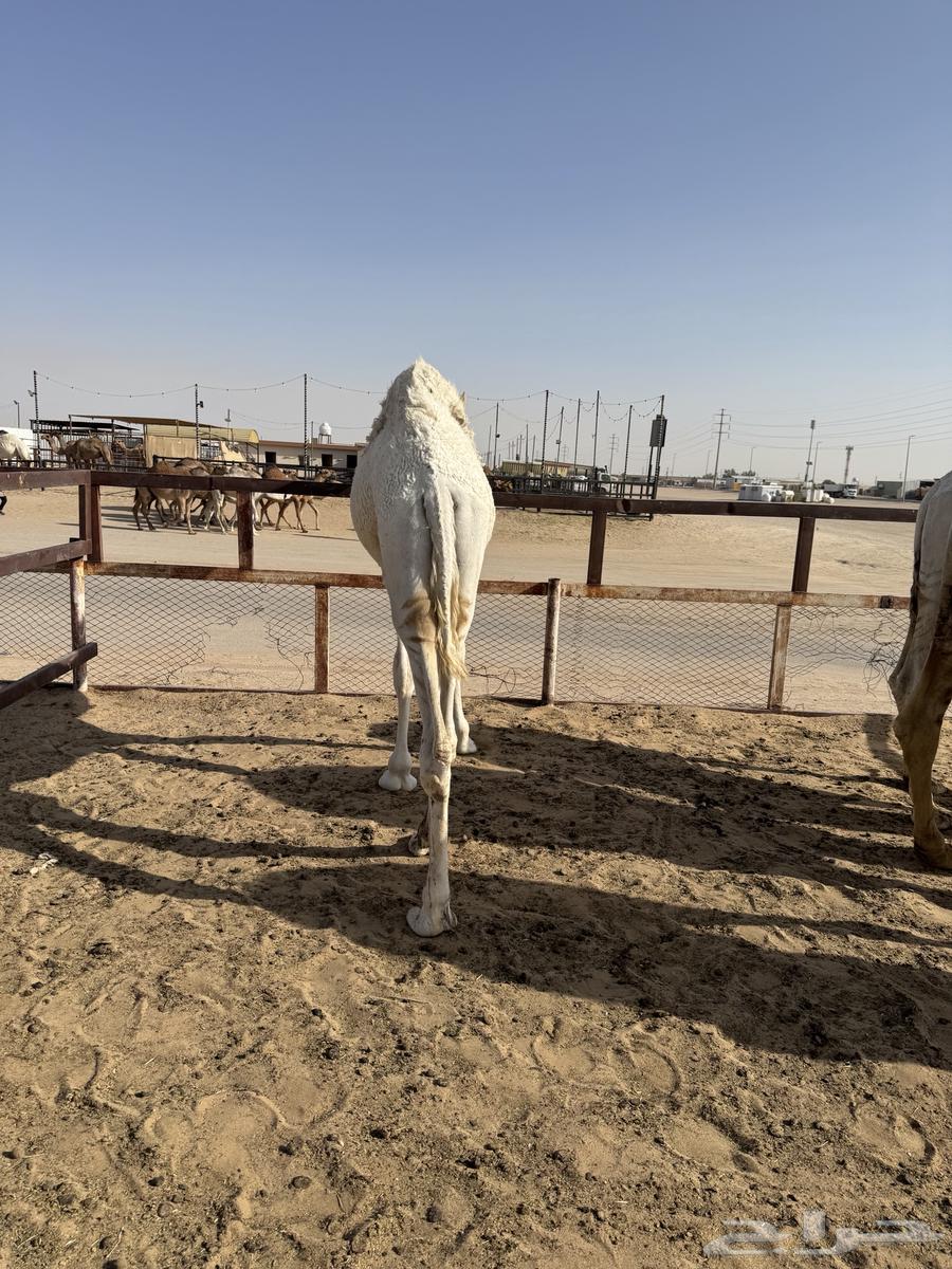 للبيع قعود طيب وبري64395895440513111