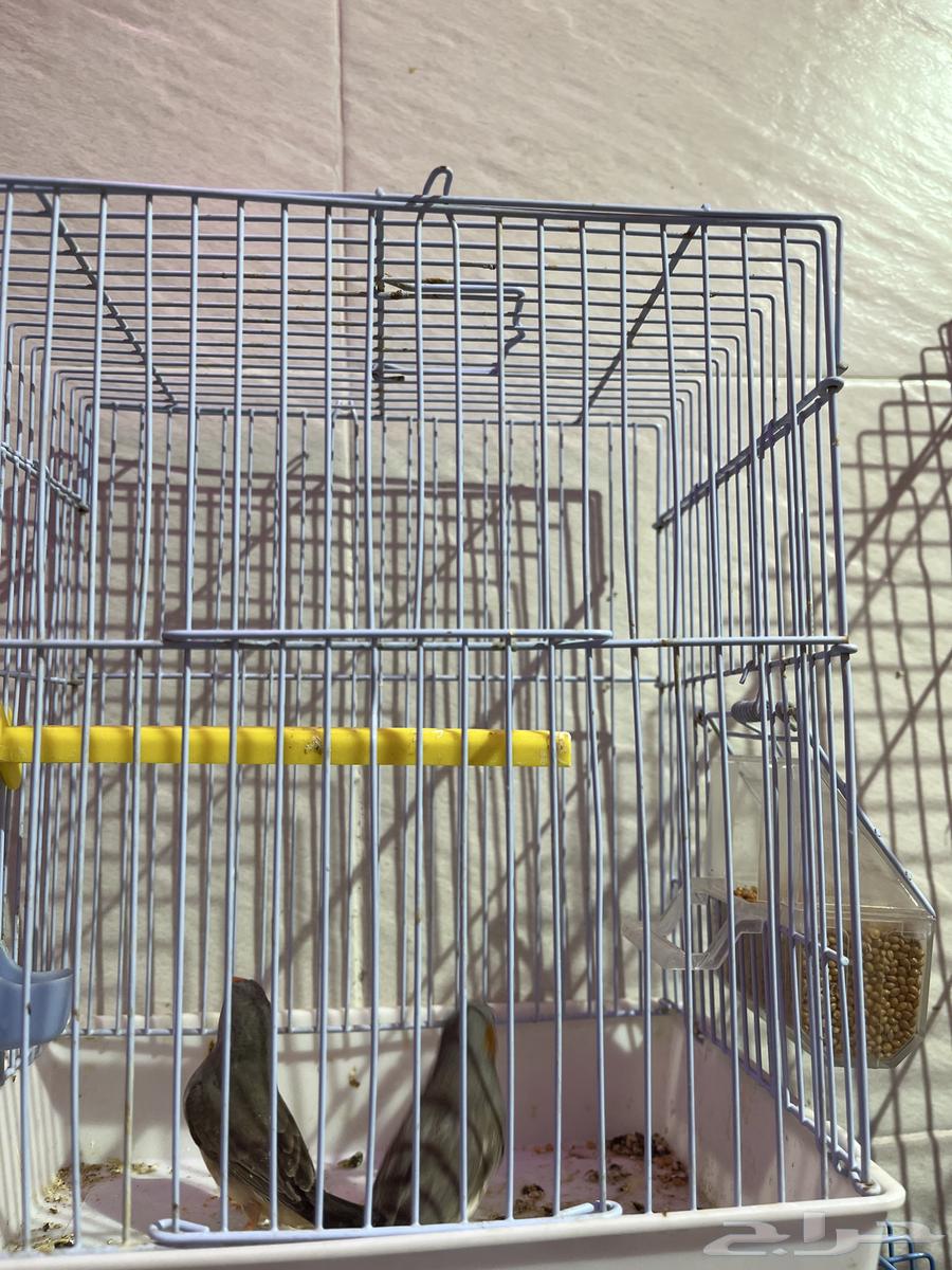 للبيع جوز زيبرا64397033375106111