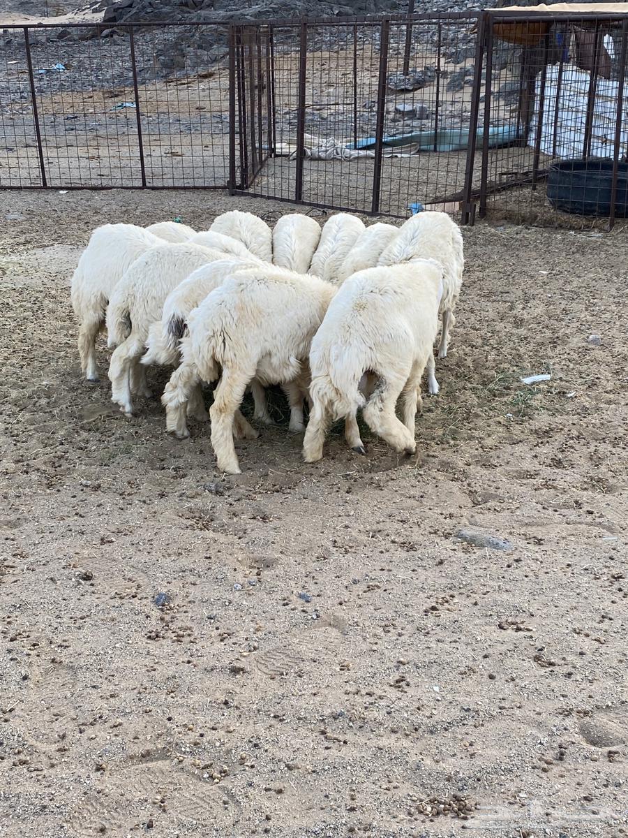 للبيع طليان نظاف وسمان64382376566529112