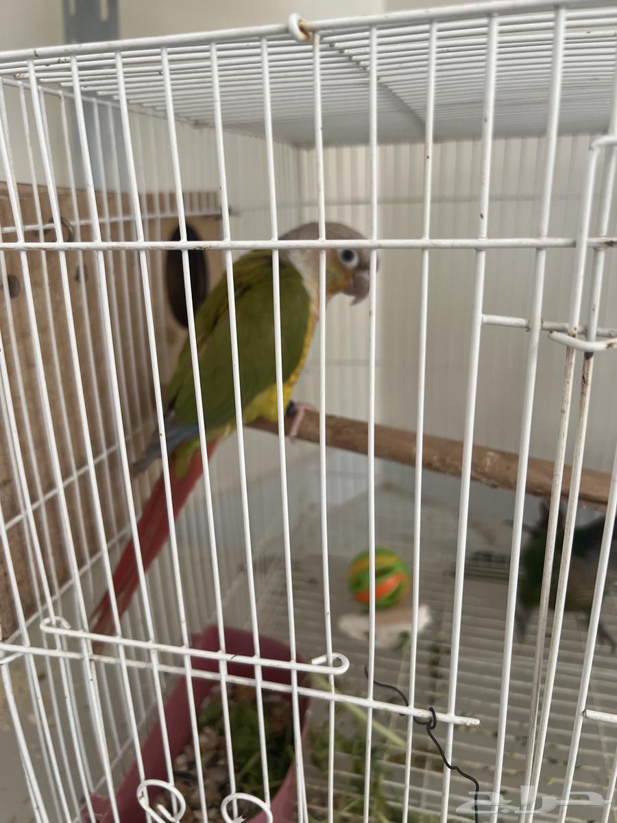 للبيع كنيور64400023385091110