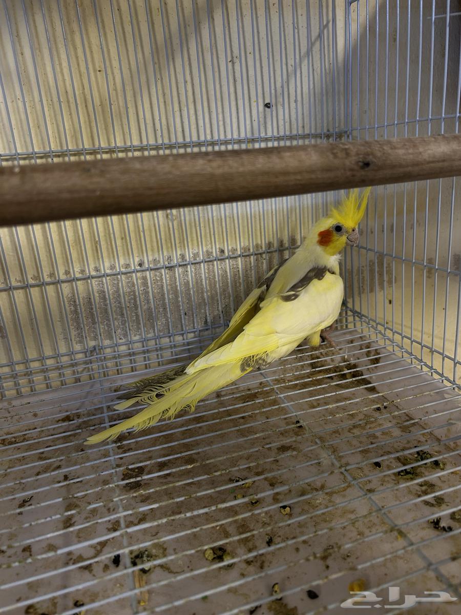 للبيع جوز كروان هفي بايد64400079057922111