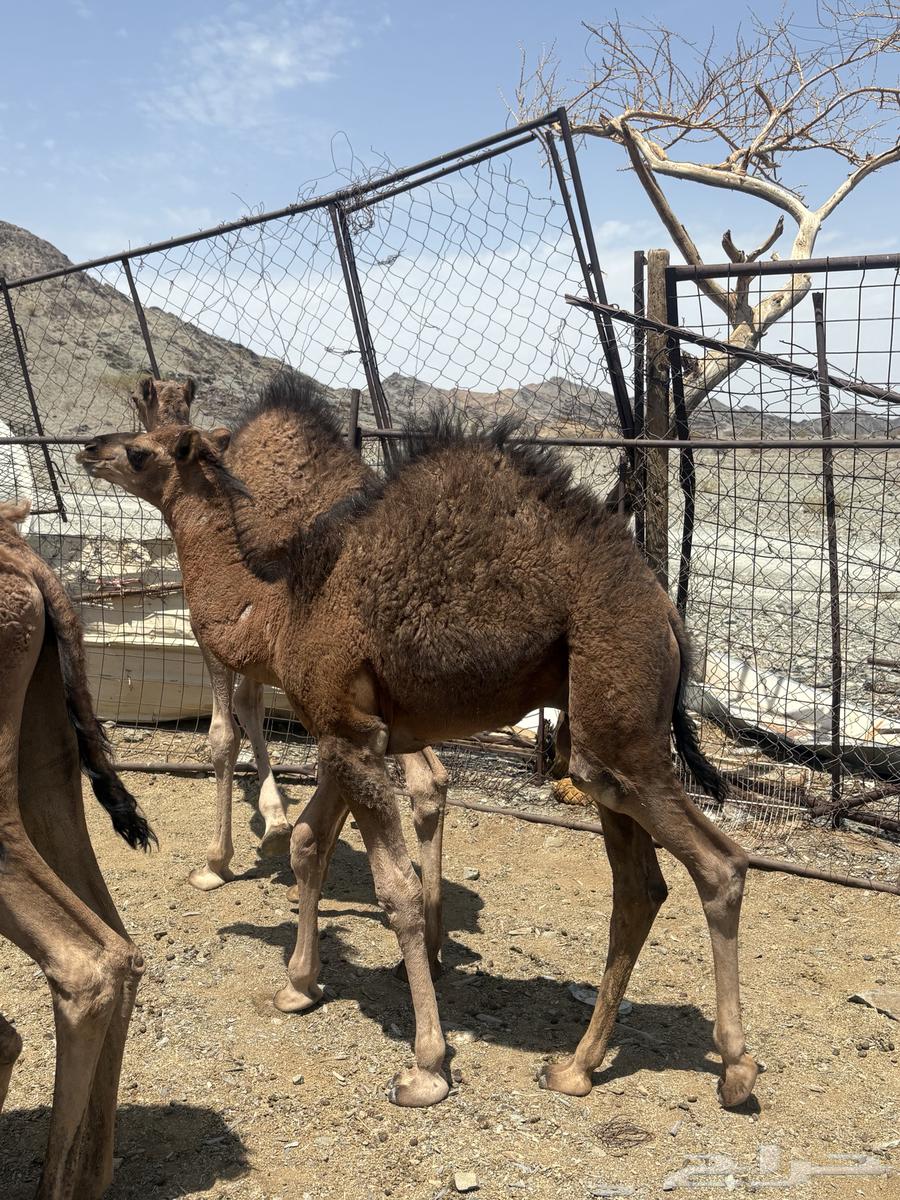 للبيع قعدان264397575716226114