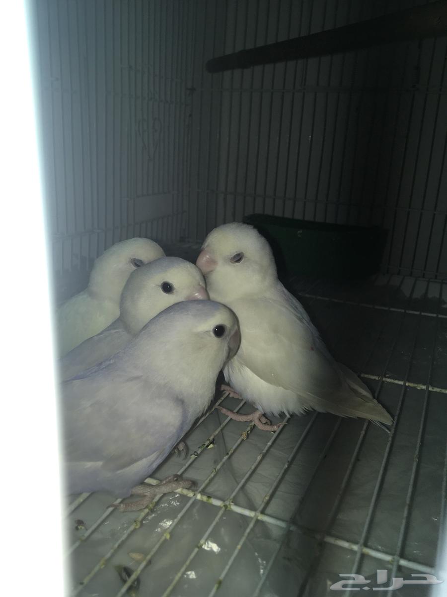 طيور ببغاء روز للبيع جوزين مع القفص و اكلهم64393362616578113