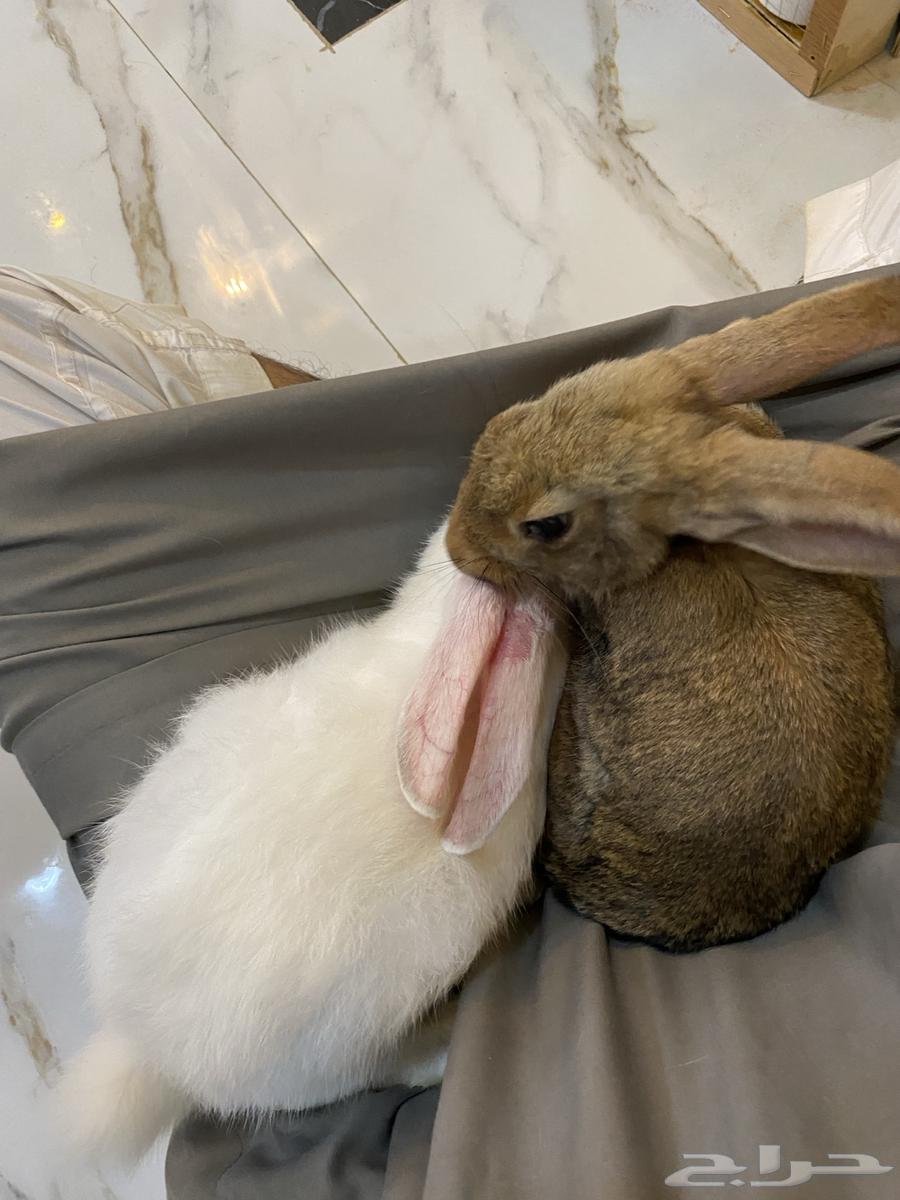 Hello and the mercy of God and His blessings, I present to you64394427444481110