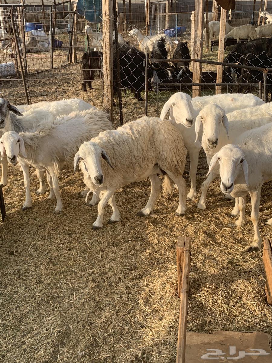 غنم مقاني64396323673985114