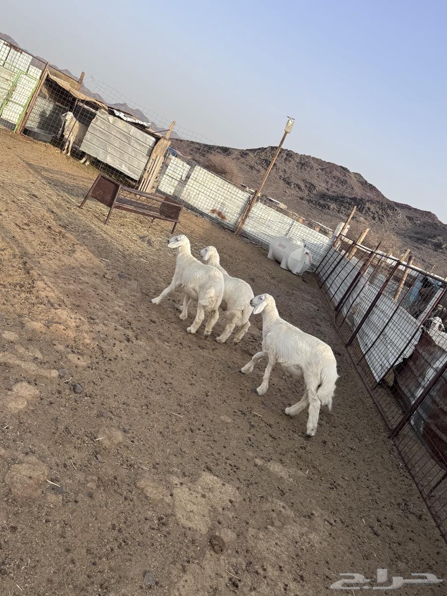 طليان طيبات64400507617281111