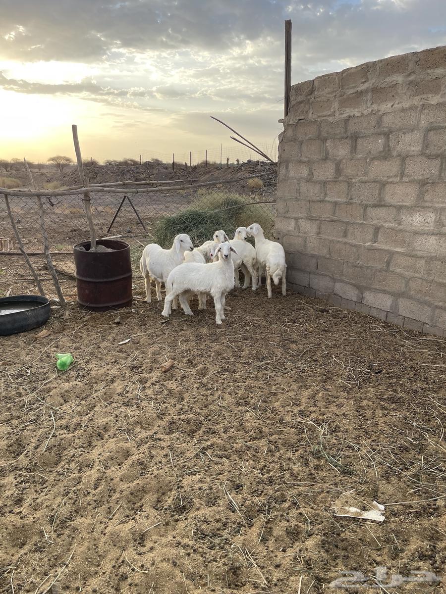 طليان ورخال منصوفه64394868540162111