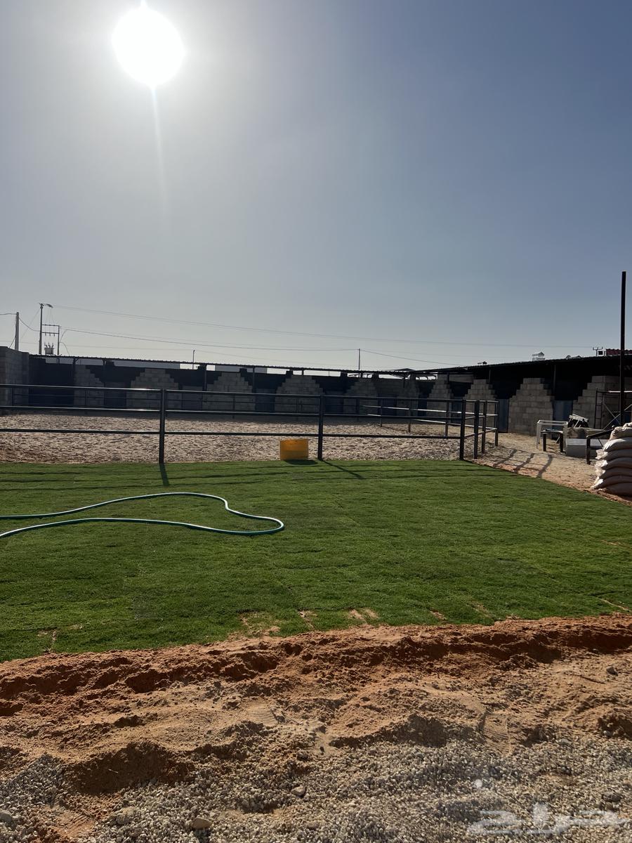 مربط النجايب إيواء الخيل شمال الرياض64397200401921110