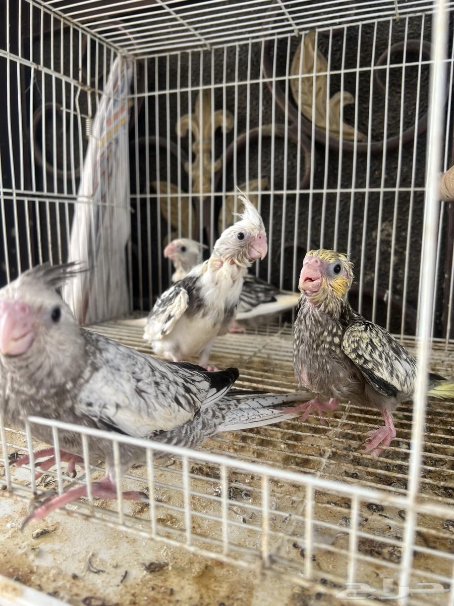 كروان فروخ64399258123906110