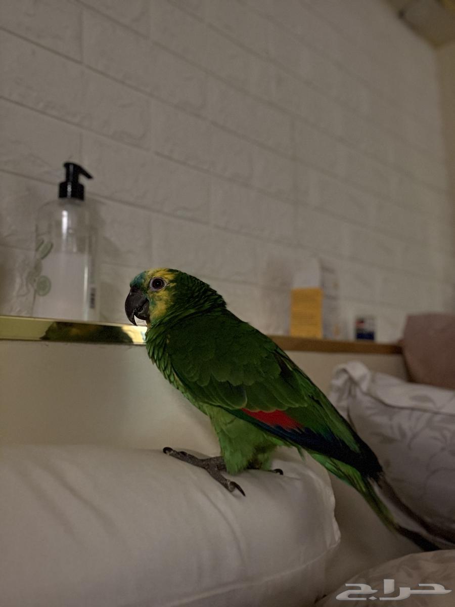 ببغاء امزوني للبيع64399717659393110