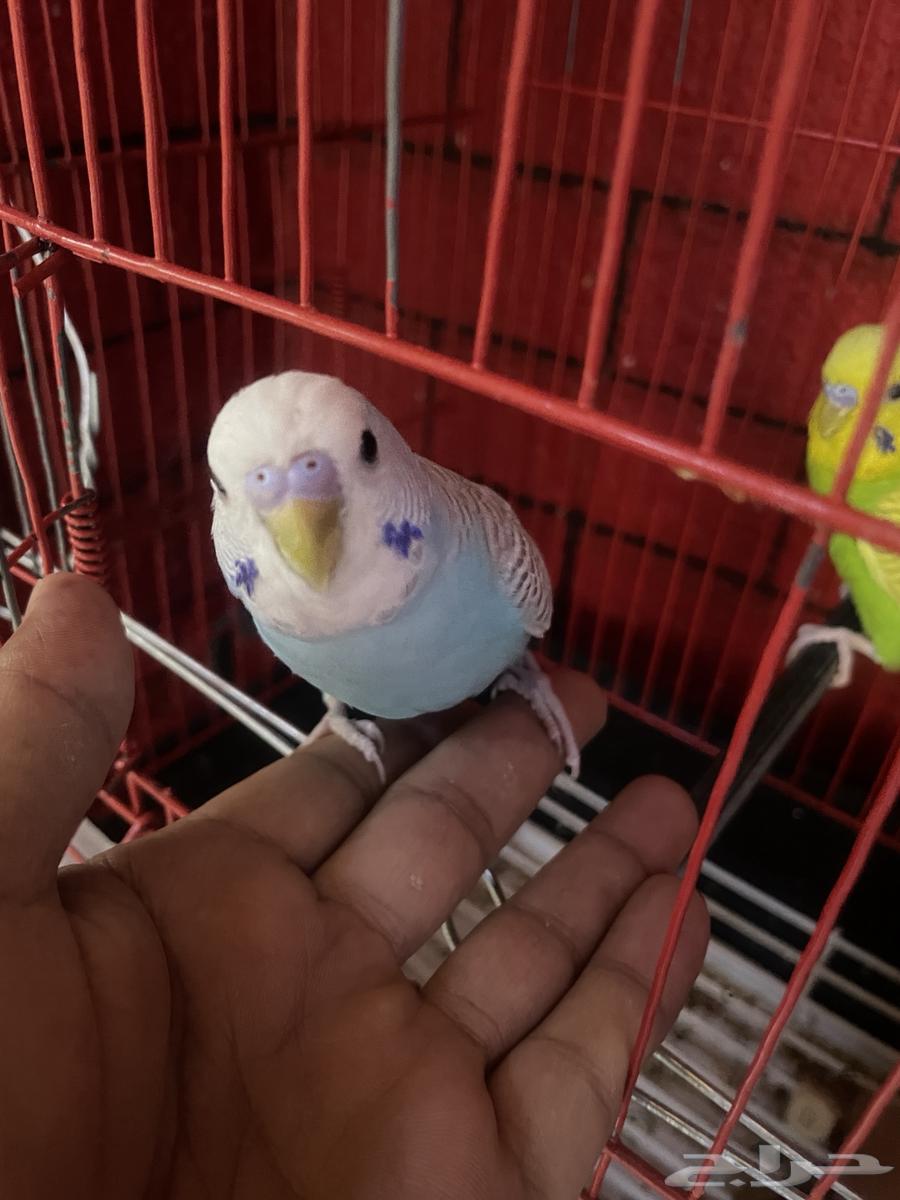 طيور بادجي للبيع64396547565314113