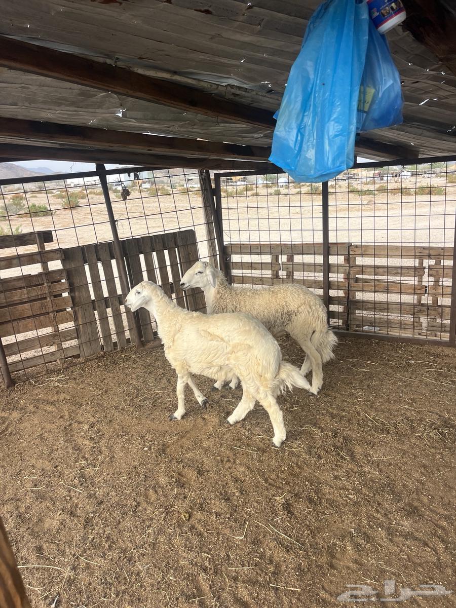 طليان حريه مع الذبح وتوصيل203تقيم إيجابي ولله الحمد64394441627779114