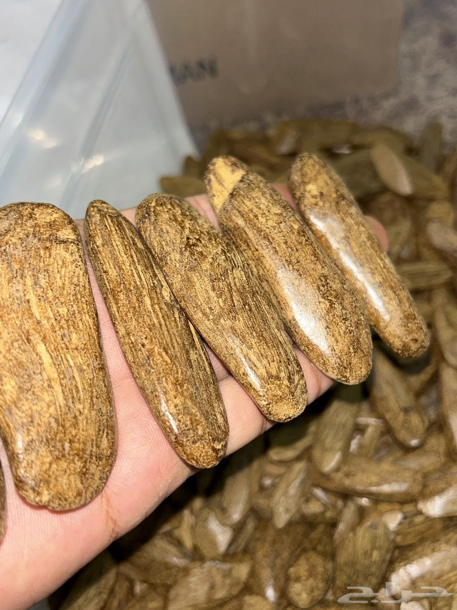 عود مروركي فاخر دبل سوبر64393224780289111