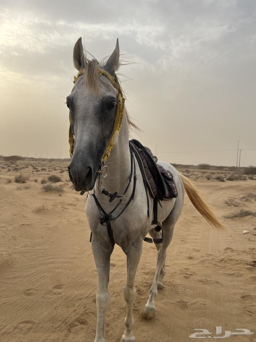 خيل شعبي64398451458947110